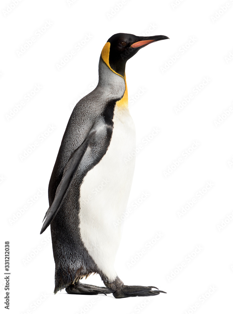 Fototapeta premium Side view of a king penguin walking, isolated on white