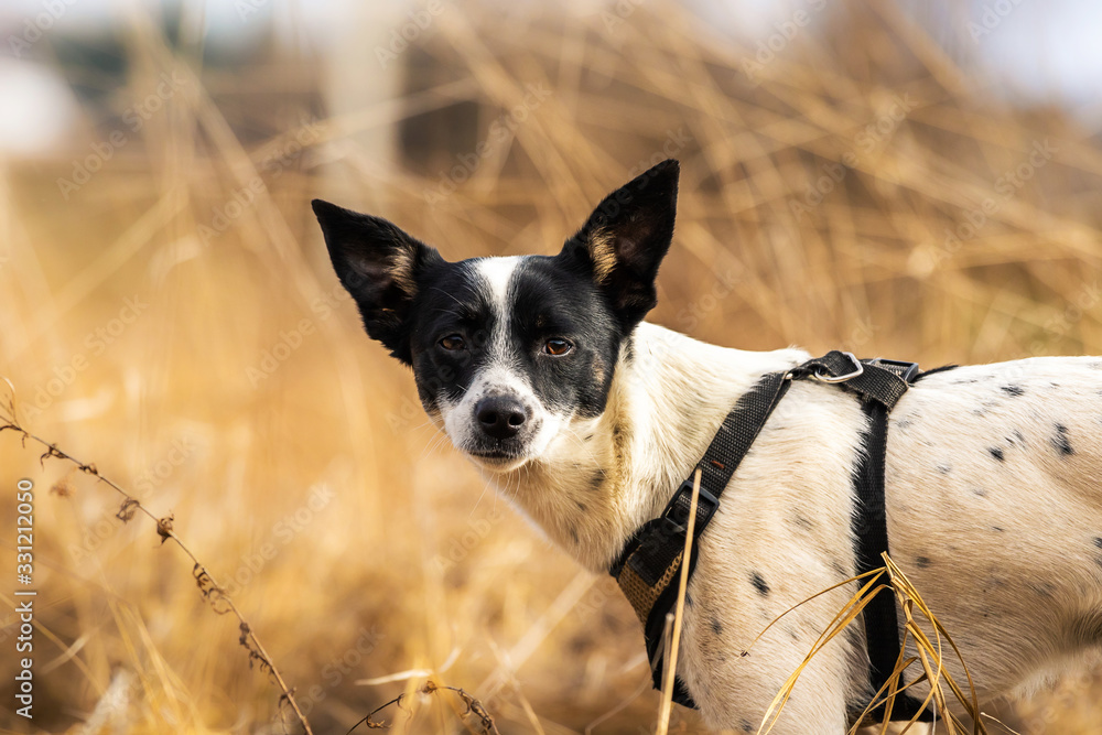 Portrait of a basenji dog in the field