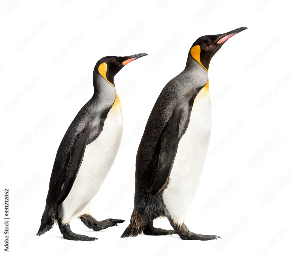 Fototapeta premium Side view of a king penguin walking, isolated on white