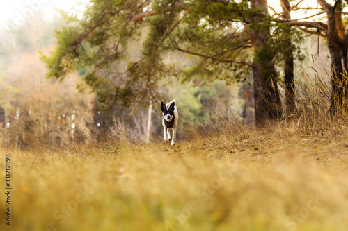 The dog runs to its owner, photo in motion, basenji in the field near the forest