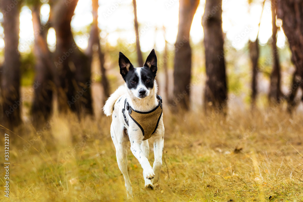 Basenji dog in a field near the forest, photo in motion, running