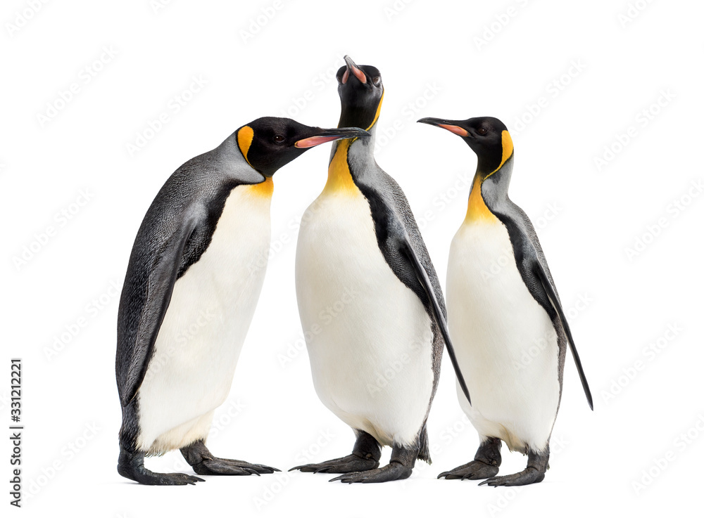 Fototapeta premium King penguins walking in a row, isolated