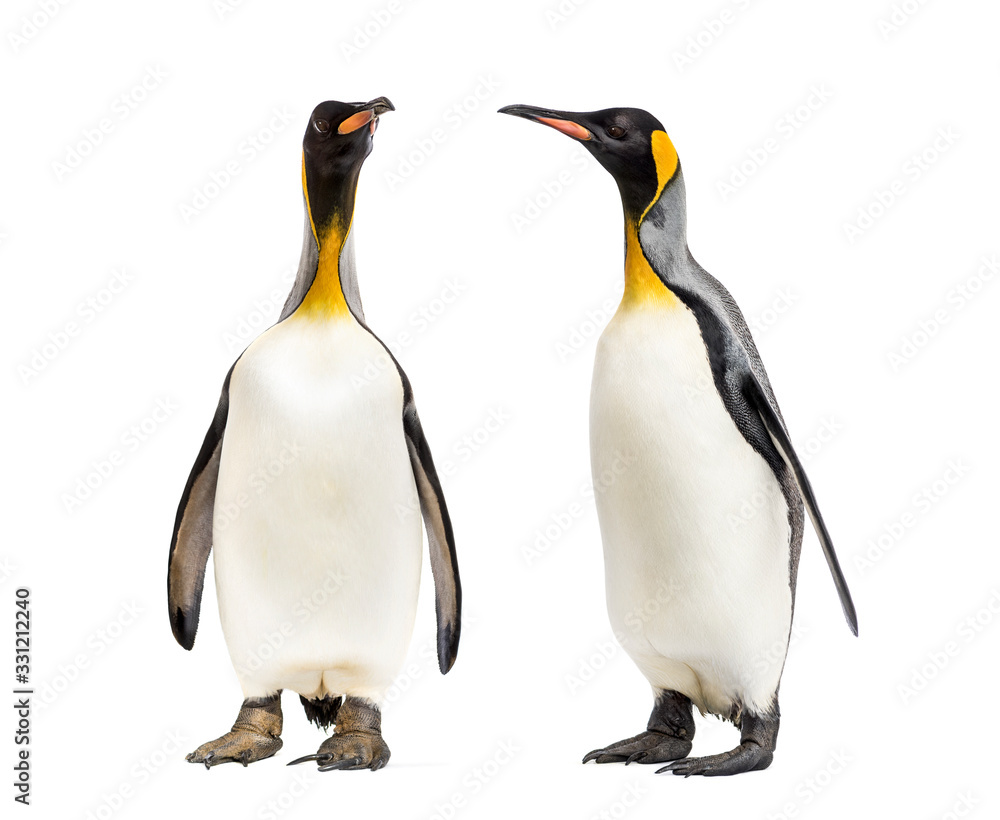 Fototapeta premium Two King penguins looking each other, isolated