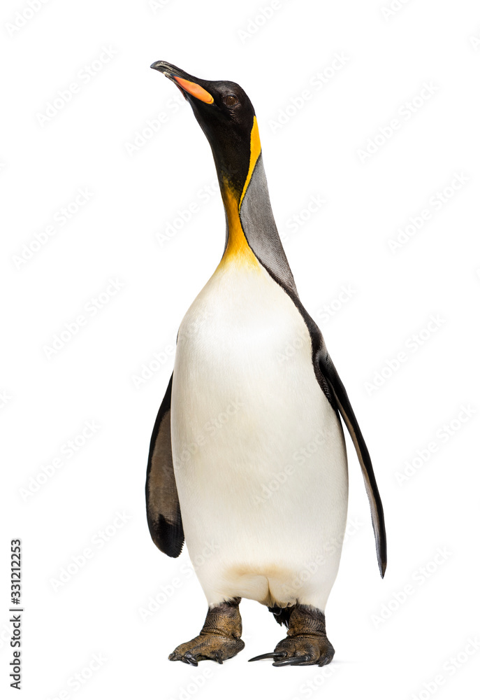 Naklejka premium king penguin standing in front of a white background