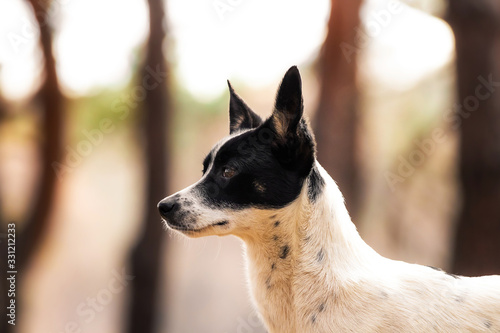Portrait of an inspired dog on a background of yellow forest, basenji on a walk