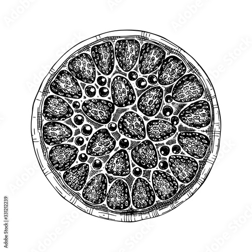 Traditional strawberry pie sketch. Vector illustration of ink hand drawn fruit and berry baking. Homemade strawberry cake drawing. 