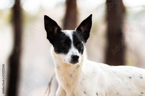 Portrait of an inspired dog on a background of yellow forest, basenji on a walk