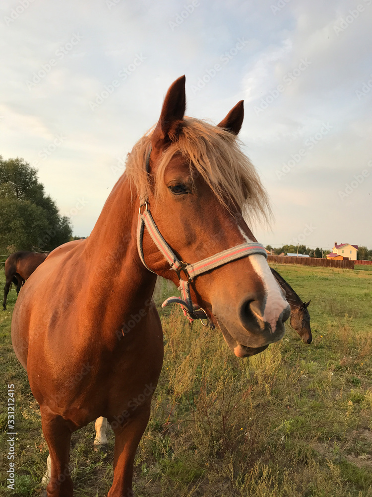 Fototapeta premium Horse herd move in sunlight at sunset