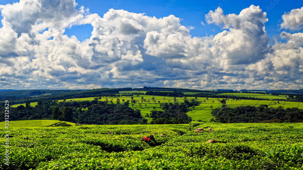 beautiful table formation by tea plantations in Kericho County, Kenya