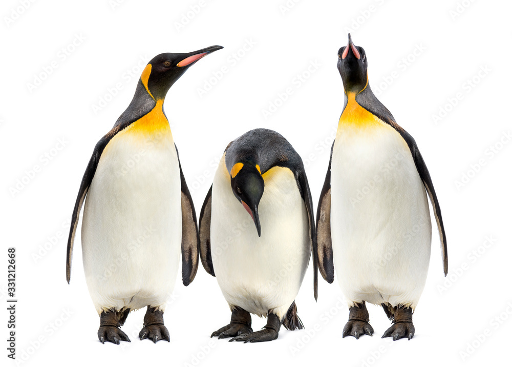 King penguins walking in a row, isolated - obrazy, fototapety, plakaty 