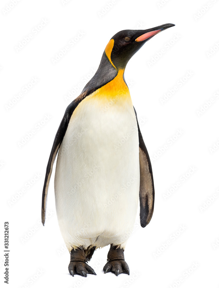 Fototapeta premium king penguin standing in front of a white background