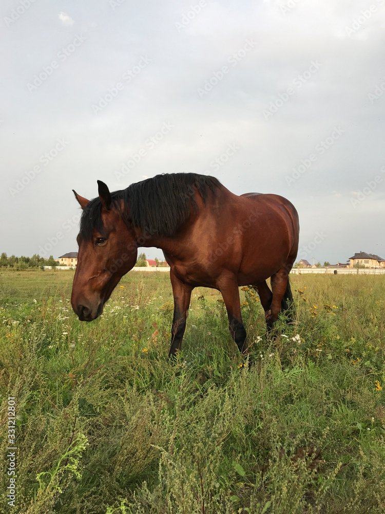 Horse herd move in sunlight at sunset Horse herd move in sunlight at sunset