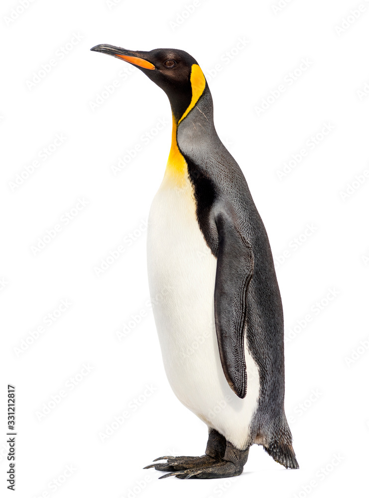 Obraz premium king penguin standing in front of a white background