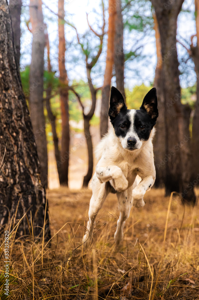 Dog in the forest in a jump, photo basenji in motion