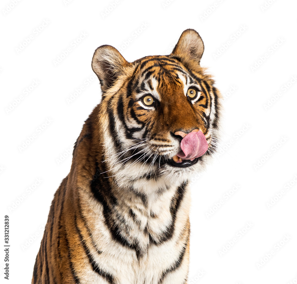 Obraz premium Close-up on a hungry male tiger's head, big cat, isolated