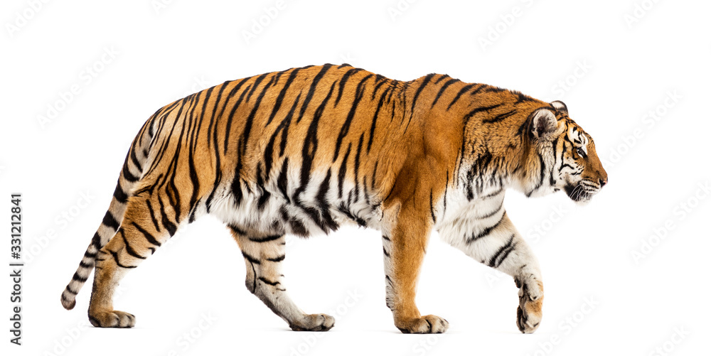Obraz premium Side view of a walking tiger, big cat, isolated on white