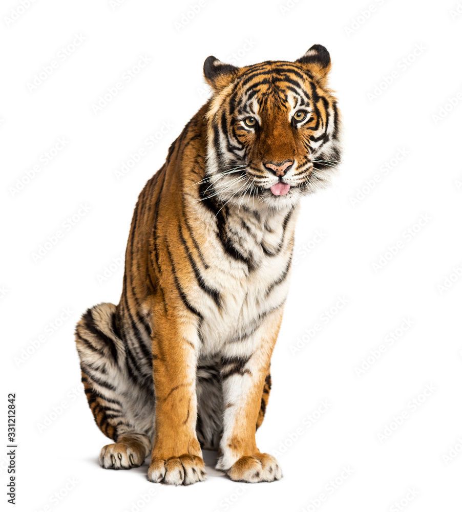 Tiger sitting in front of a white background, big cat,