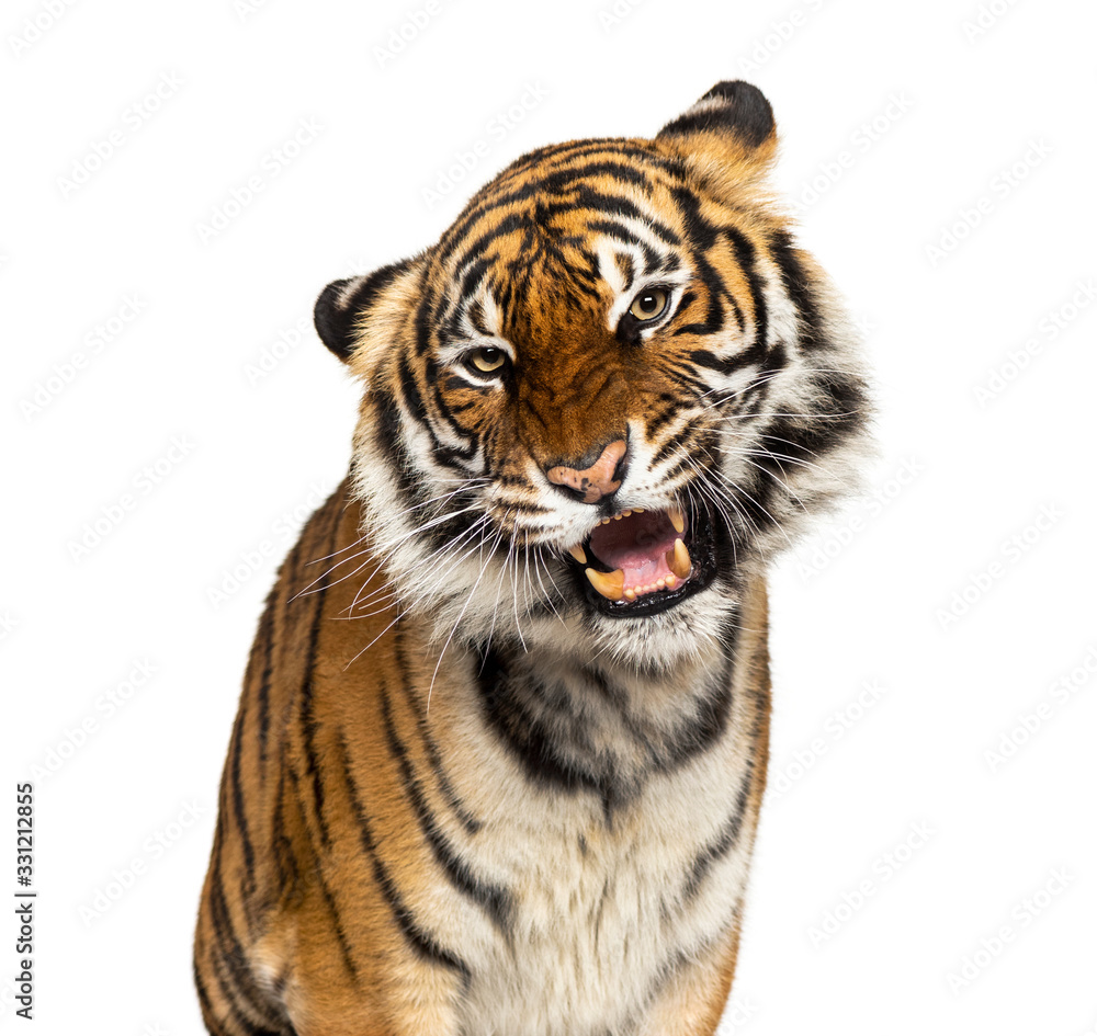 Fototapeta premium Close-up on a Grumpy tiger's head, big cat, isolated on white