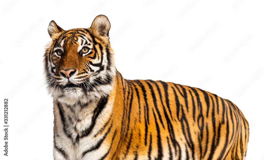 Obraz premium Portrait of a big male tiger, big cat, isolated on white
