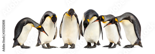 Photographie Colony of King penguins in a row, isolated on white