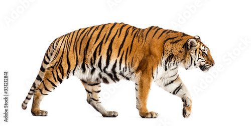 Fototapeta Naklejka Na Ścianę i Meble -  Side view of a walking tiger, big cat, isolated on white