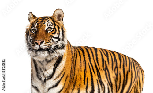 Portrait of a big male tiger, big cat, isolated on white