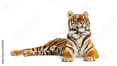 Tiger lying down, looking away, big cat, isolated on white © Eric Isselée