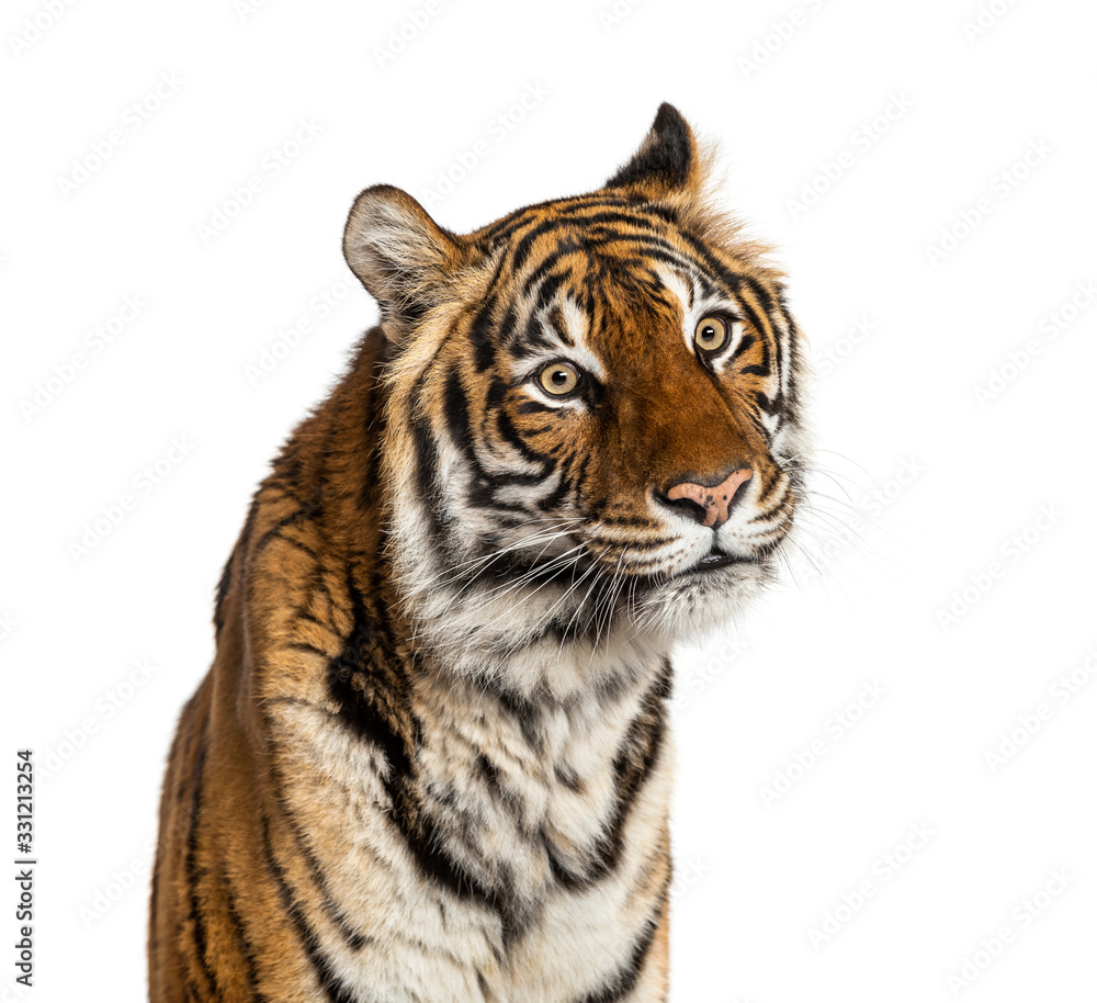 Fototapeta premium Close-up on a male tiger's head, big cat, isolated on white