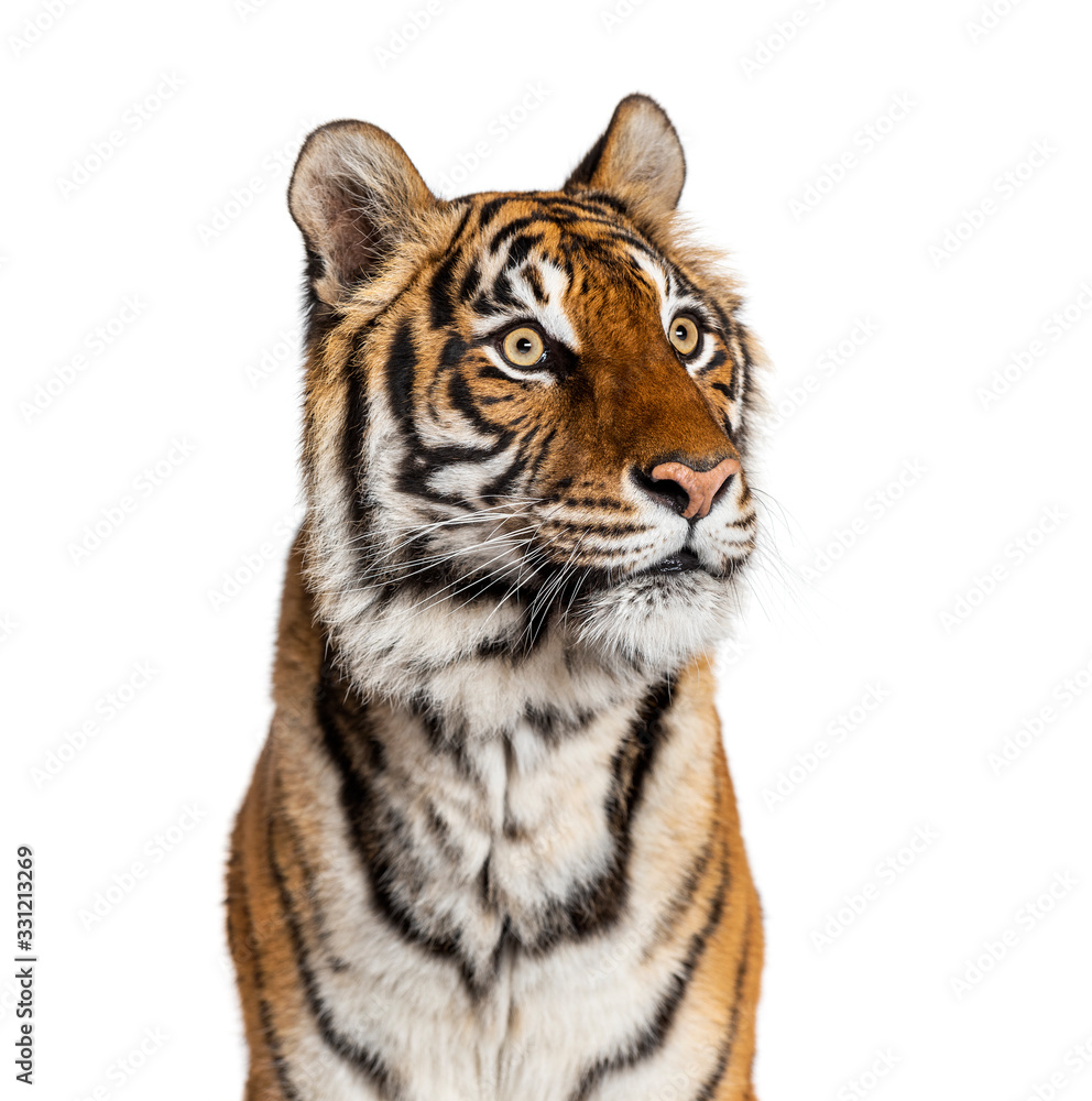 Obraz premium Portrait of a male tiger's head, big cat, isolated on white