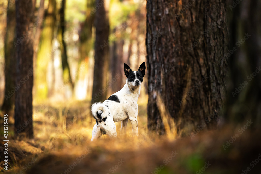Dog on a walk in the woods during golden hour, basenji stand, outdoor travel Dog on a walk in the woods during golden hour, basenji stand, outdoor travel