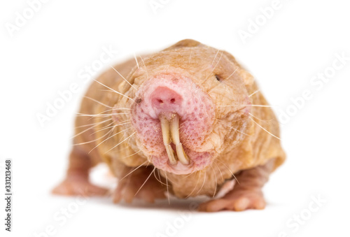 Картината върху платно Front view of a Naked Mole-rat, hairless rat, isolated on wihte