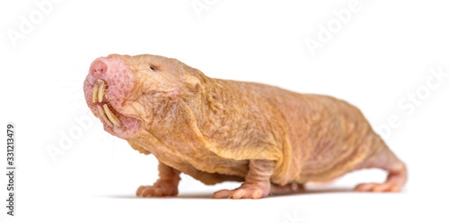 Naked Mole-rat, hairless rat, isolated on wihte © Eric Isselée