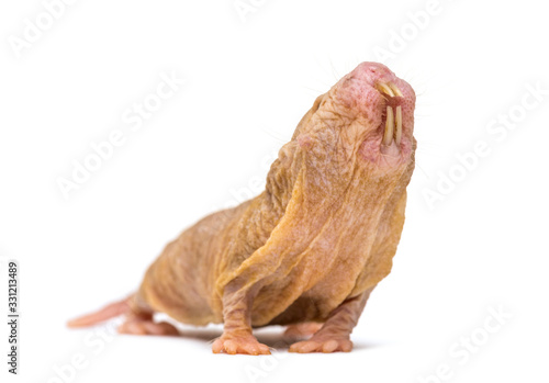 Naked Mole-rat, hairless rat, isolated on wihte