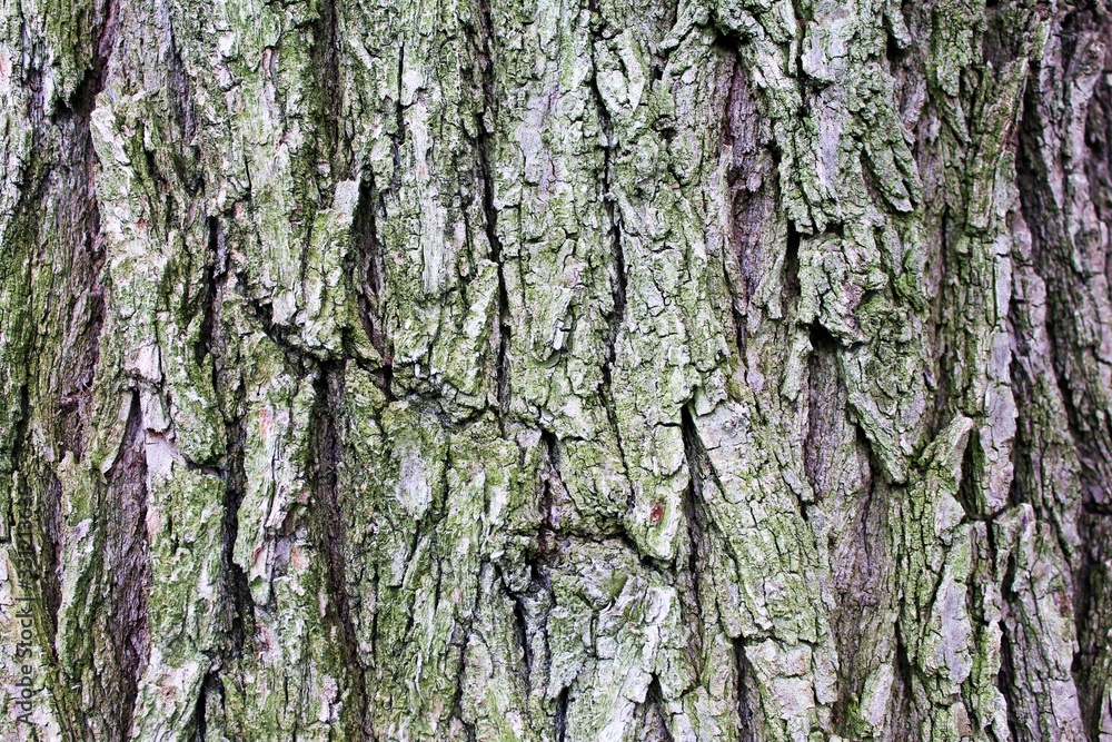 Fototapeta premium tree bark