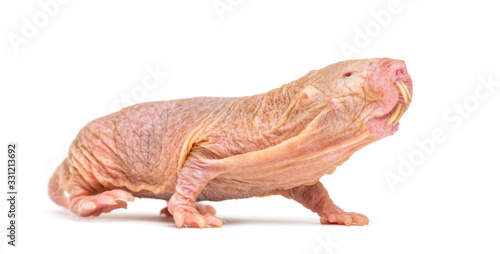 Photos Naked Mole-rat, hairless rat, isolated on wihte