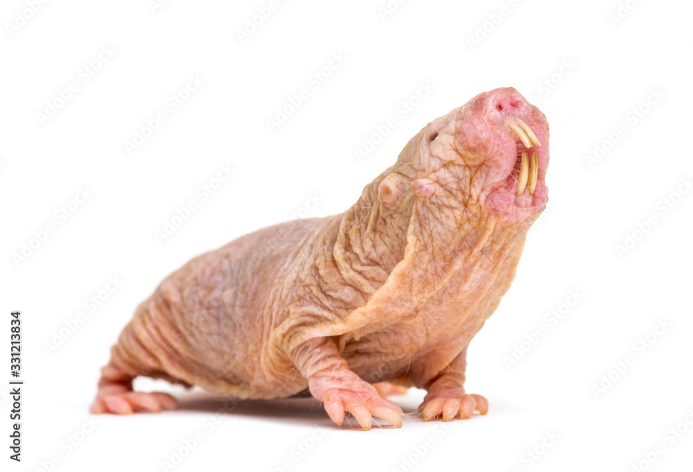 Naked Mole-rat, hairless rat, isolated on wihte