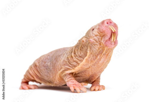 Naked Mole-rat  hairless rat  isolated on wihte