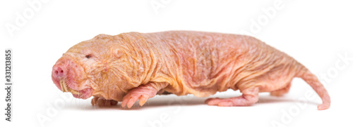 Naked Mole-rat, hairless rat, isolated on wihte