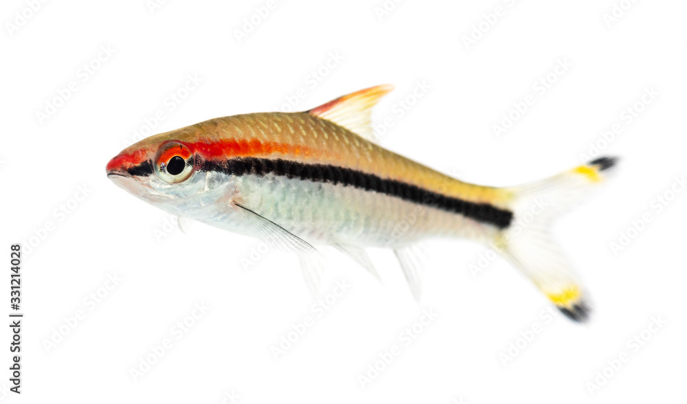 Side vie of a Denison barb, fish, Sahyadria denisonii, isolated Side vie of a Denison barb, fish, Sahyadria denisonii, isolated