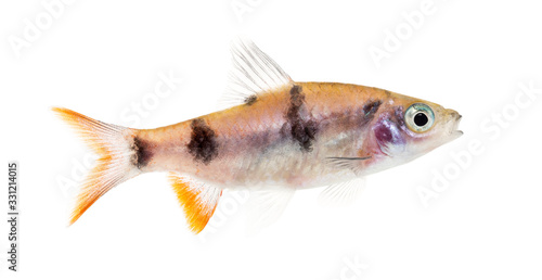 Side view of a Dawkinsia tambraparniei, fish, isolated on white photo