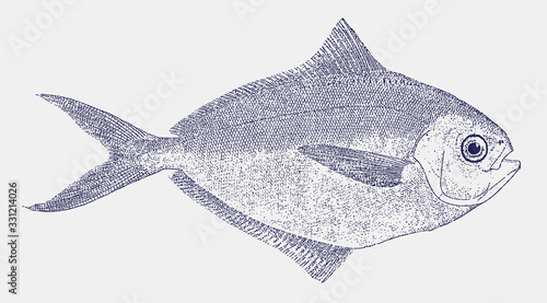 American Atlantic butterfish peprilus triacanthus from the coast of North America