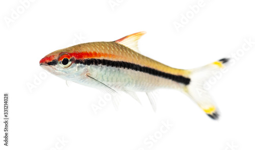 Fototapeta Naklejka Na Ścianę i Meble -  Side vie of a Denison barb, fish, Sahyadria denisonii, isolated