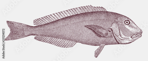 Blueline tilefish caulolatilus microps from the Western Atlantic Ocean in side view