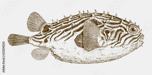 Striped burrfish, chilomycterus schoepfi from the tropics of the western atlantic ocean in side view