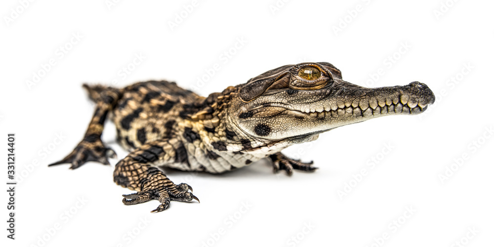 Naklejka premium Young West African slender-snouted crocodile,
