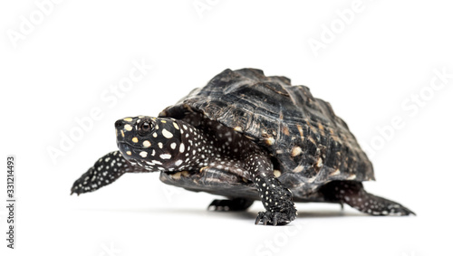 Side view of a Walking Black pond turtle, Geoclemys hamiltonii