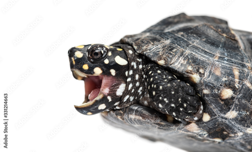 Close-up of a Black pond turtle mounth open, Geoclemys hamiltoni Close-up of a Black pond turtle mounth open, Geoclemys hamiltoni