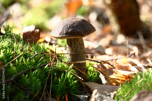In wood among the fallen down leaves and a moss the birch mushroom has grown.