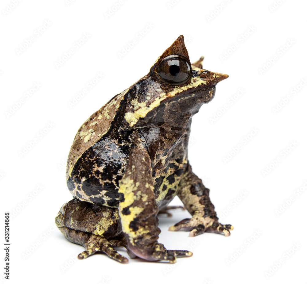 Side view of a Long-nosed horned frog looking at the camera Side view of a Long-nosed horned frog looking at the camera