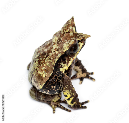 Long-nosed horned frog, Megophrys nasuta, isolated